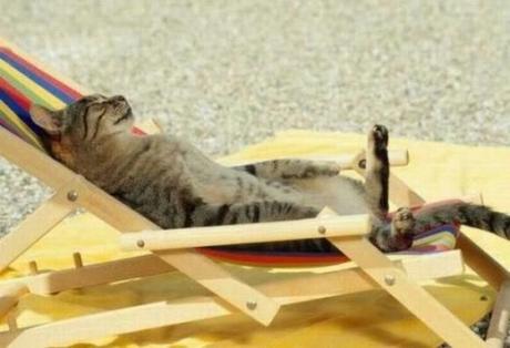 Chiens et chats dorment n’importe ou ! chien-chat-sieste-nap-napping-fun-mogwaii (52)