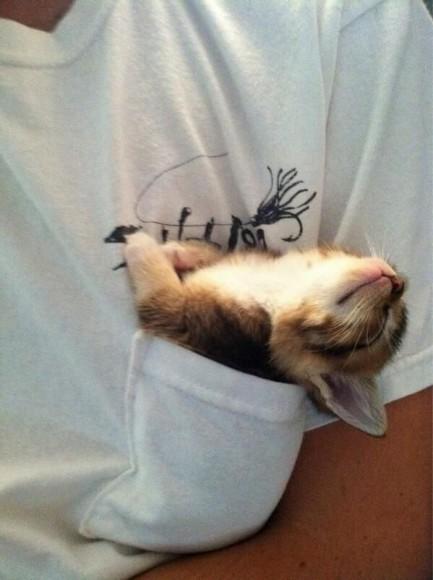 Chiens et chats dorment n’importe ou ! chien-chat-sieste-nap-napping-fun-mogwaii (34)