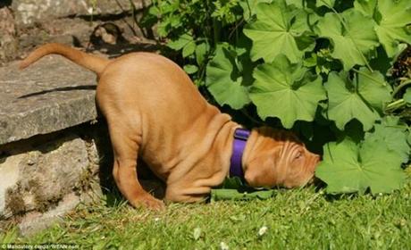 Chiens et chats dorment n’importe ou ! chien-chat-sieste-nap-napping-fun-mogwaii (74)