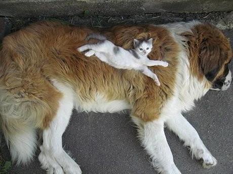 Chiens et chats dorment n’importe ou ! chien-chat-sieste-nap-napping-fun-mogwaii (97)