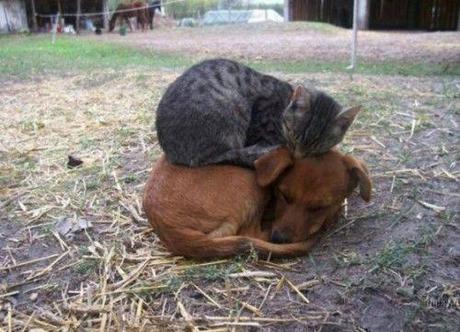 Chiens et chats dorment n’importe ou ! chien-chat-sieste-nap-napping-fun-mogwaii (101)