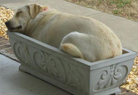 Chiens et chats dorment n’importe ou ! chien-chat-sieste-nap-napping-fun-mogwaii (78)