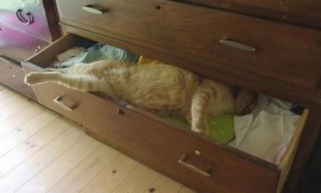 Chiens et chats dorment n’importe ou ! chien-chat-sieste-nap-napping-fun-mogwaii (48)