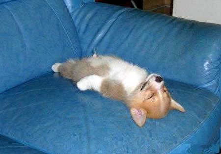 Chiens et chats dorment n’importe ou ! chien-chat-sieste-nap-napping-fun-mogwaii (54)