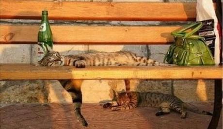 Chiens et chats dorment n’importe ou ! chien-chat-sieste-nap-napping-fun-mogwaii (50)