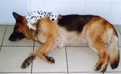 Chiens et chats dorment n’importe ou ! chien-chat-sieste-nap-napping-fun-mogwaii (79)