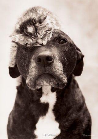 Chiens et chats dorment n’importe ou ! chien-chat-sieste-nap-napping-fun-mogwaii (16)