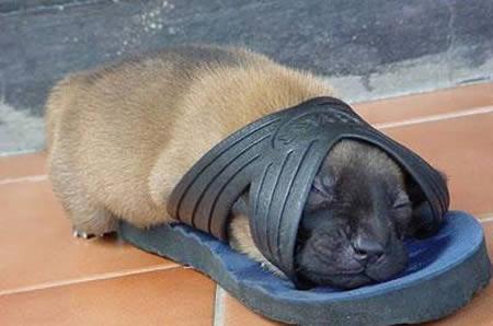 Chiens et chats dorment n’importe ou ! chien-chat-sieste-nap-napping-fun-mogwaii (55)