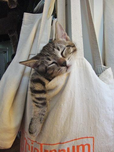 Chiens et chats dorment n’importe ou ! chien-chat-sieste-nap-napping-fun-mogwaii (30)