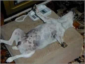 Chiens et chats dorment n’importe ou ! chien-chat-sieste-nap-napping-fun-mogwaii (88)