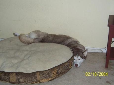 Chiens et chats dorment n’importe ou ! chien-chat-sieste-nap-napping-fun-mogwaii (68)