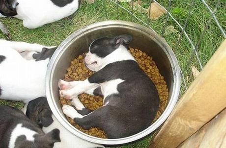 Chiens et chats dorment n’importe ou ! chien-chat-sieste-nap-napping-fun-mogwaii (80)