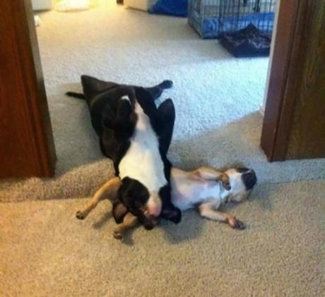 Chiens et chats dorment n’importe ou ! chien-chat-sieste-nap-napping-fun-mogwaii (61)