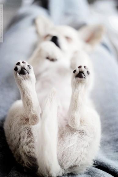 Chiens et chats dorment n’importe ou ! chien-chat-sieste-nap-napping-fun-mogwaii (7)