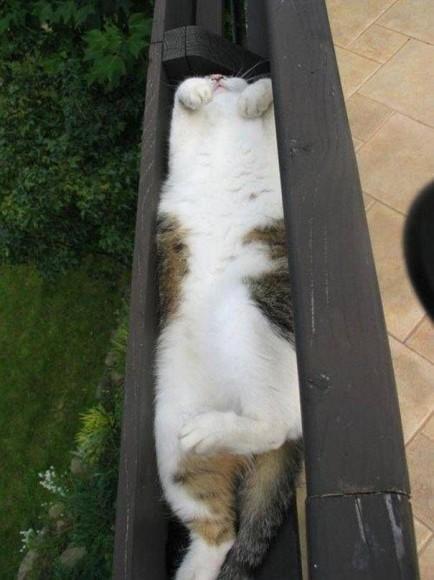 Chiens et chats dorment n’importe ou ! chien-chat-sieste-nap-napping-fun-mogwaii (8)