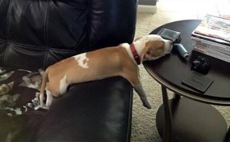 Chiens et chats dorment n’importe ou ! chien-chat-sieste-nap-napping-fun-mogwaii (83)