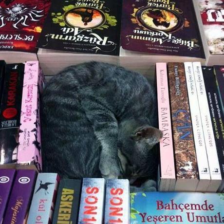 Chiens et chats dorment n’importe ou ! chien-chat-sieste-nap-napping-fun-mogwaii (38)