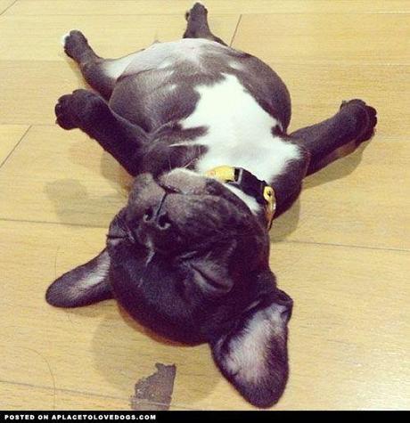 Chiens et chats dorment n’importe ou ! chien-chat-sieste-nap-napping-fun-mogwaii (35)