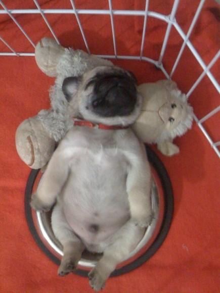Chiens et chats dorment n’importe ou ! chien-chat-sieste-nap-napping-fun-mogwaii (37)