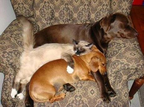 Chiens et chats dorment n’importe ou ! chien-chat-sieste-nap-napping-fun-mogwaii (76)