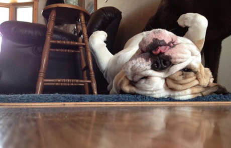 Chiens et chats dorment n’importe ou ! chien-chat-sieste-nap-napping-fun-mogwaii (2)