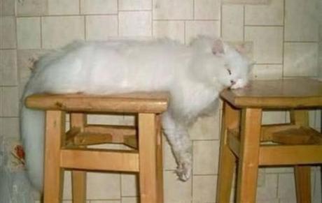 Chiens et chats dorment n’importe ou ! chien-chat-sieste-nap-napping-fun-mogwaii (47)