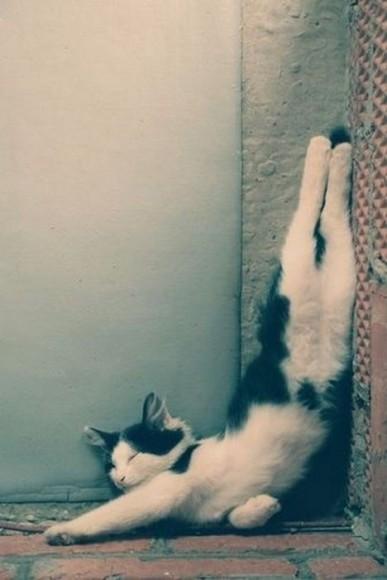 Chiens et chats dorment n’importe ou ! chien-chat-sieste-nap-napping-fun-mogwaii (3)