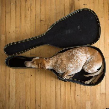 Chiens et chats dorment n’importe ou ! chien-chat-sieste-nap-napping-fun-mogwaii (60)