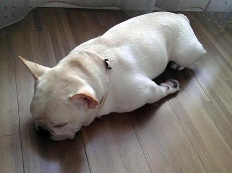 Chiens et chats dorment n’importe ou ! chien-chat-sieste-nap-napping-fun-mogwaii (65)