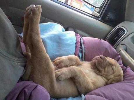 Chiens et chats dorment n’importe ou ! chien-chat-sieste-nap-napping-fun-mogwaii (72)