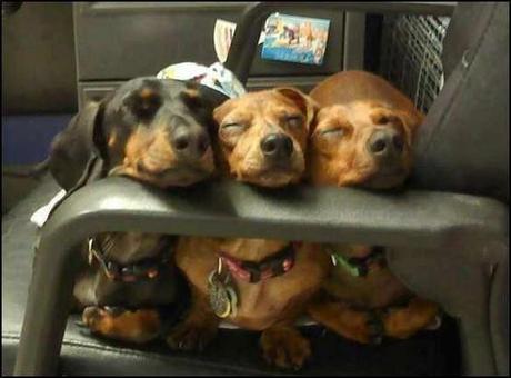 Chiens et chats dorment n’importe ou ! chien-chat-sieste-nap-napping-fun-mogwaii (21)