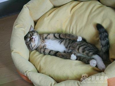 Chiens et chats dorment n’importe ou ! chien-chat-sieste-nap-napping-fun-mogwaii (105)