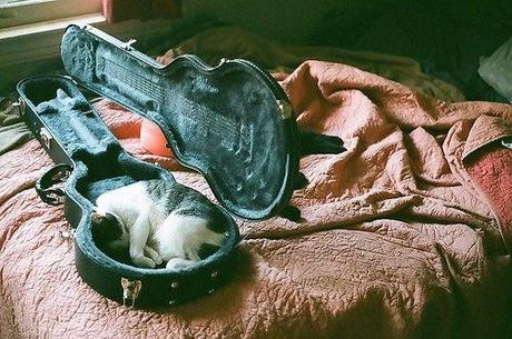 Chiens et chats dorment n’importe ou ! chien-chat-sieste-nap-napping-fun-mogwaii (9)
