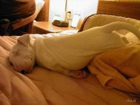 Chiens et chats dorment n’importe ou ! chien-chat-sieste-nap-napping-fun-mogwaii (92)