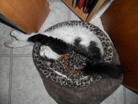 Chiens et chats dorment n’importe ou ! chien-chat-sieste-nap-napping-fun-mogwaii (90)