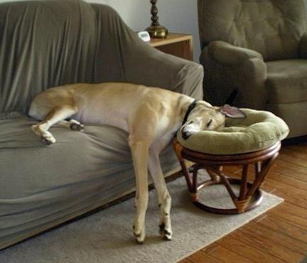 Chiens et chats dorment n’importe ou ! chien-chat-sieste-nap-napping-fun-mogwaii (26)