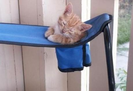 Chiens et chats dorment n’importe ou ! chien-chat-sieste-nap-napping-fun-mogwaii (41)