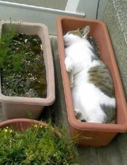 Chiens et chats dorment n’importe ou ! chien-chat-sieste-nap-napping-fun-mogwaii (87)