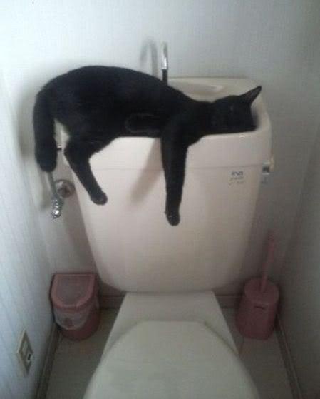Chiens et chats dorment n’importe ou ! chien-chat-sieste-nap-napping-fun-mogwaii (51)