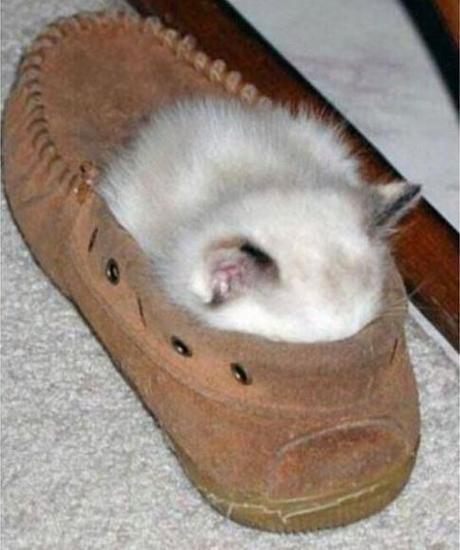 Chiens et chats dorment n’importe ou ! chien-chat-sieste-nap-napping-fun-mogwaii (17)