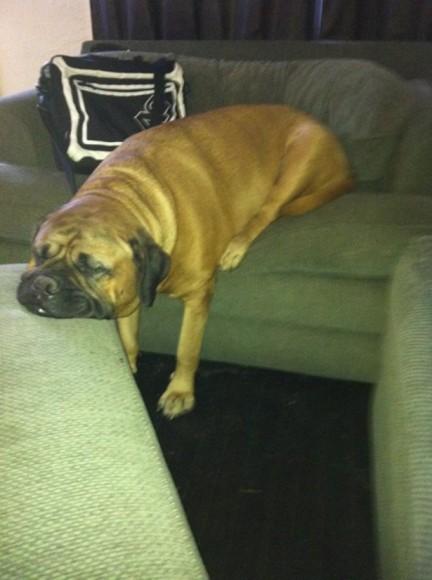 Chiens et chats dorment n’importe ou ! chien-chat-sieste-nap-napping-fun-mogwaii (63)