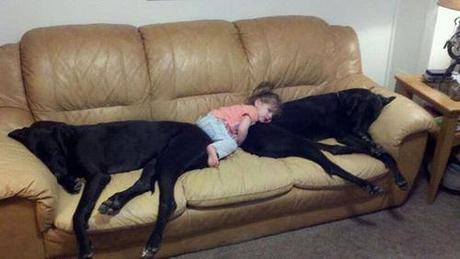 Chiens et chats dorment n’importe ou ! chien-chat-sieste-nap-napping-fun-mogwaii (27)