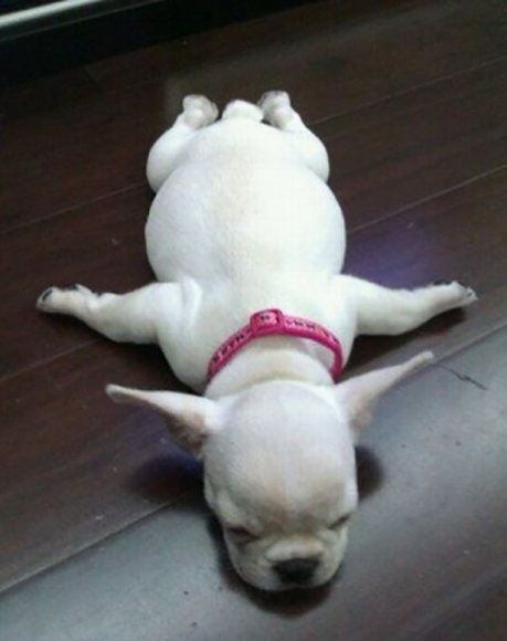 Chiens et chats dorment n’importe ou ! chien-chat-sieste-nap-napping-fun-mogwaii (1)