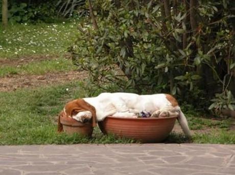Chiens et chats dorment n’importe ou ! chien-chat-sieste-nap-napping-fun-mogwaii (75)