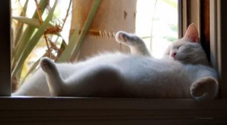 Chiens et chats dorment n’importe ou ! chien-chat-sieste-nap-napping-fun-mogwaii (94)