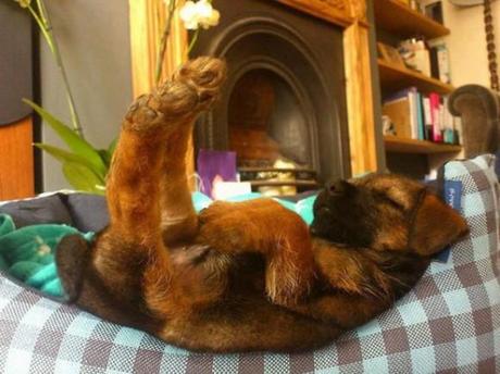Chiens et chats dorment n’importe ou ! chien-chat-sieste-nap-napping-fun-mogwaii (71)
