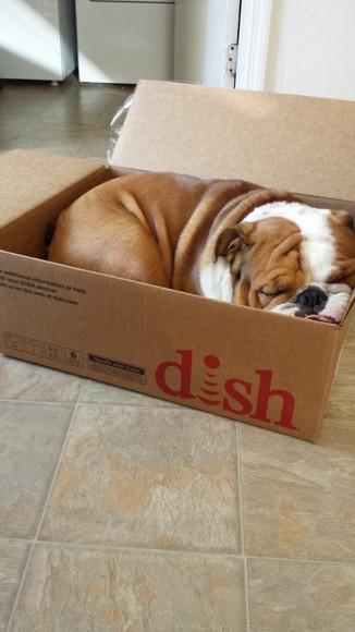 Chiens et chats dorment n’importe ou ! chien-chat-sieste-nap-napping-fun-mogwaii (66)