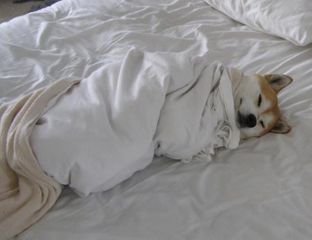 Chiens et chats dorment n’importe ou ! chien-chat-sieste-nap-napping-fun-mogwaii (95)