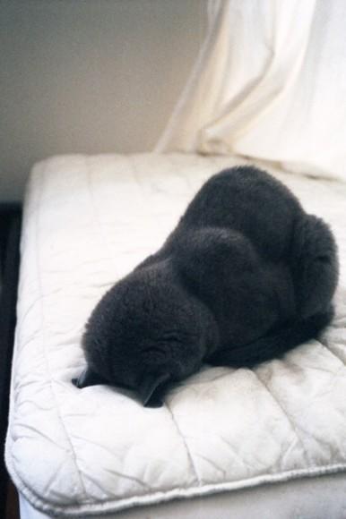 Chiens et chats dorment n’importe ou ! chien-chat-sieste-nap-napping-fun-mogwaii (5)