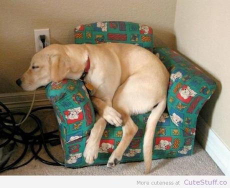 Chiens et chats dorment n’importe ou ! chien-chat-sieste-nap-napping-fun-mogwaii (59)